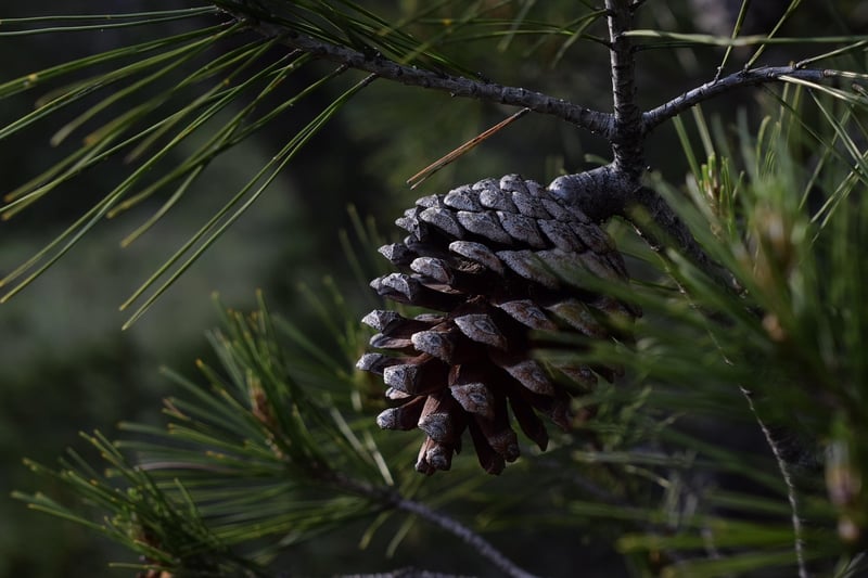 Pinecone Wreath